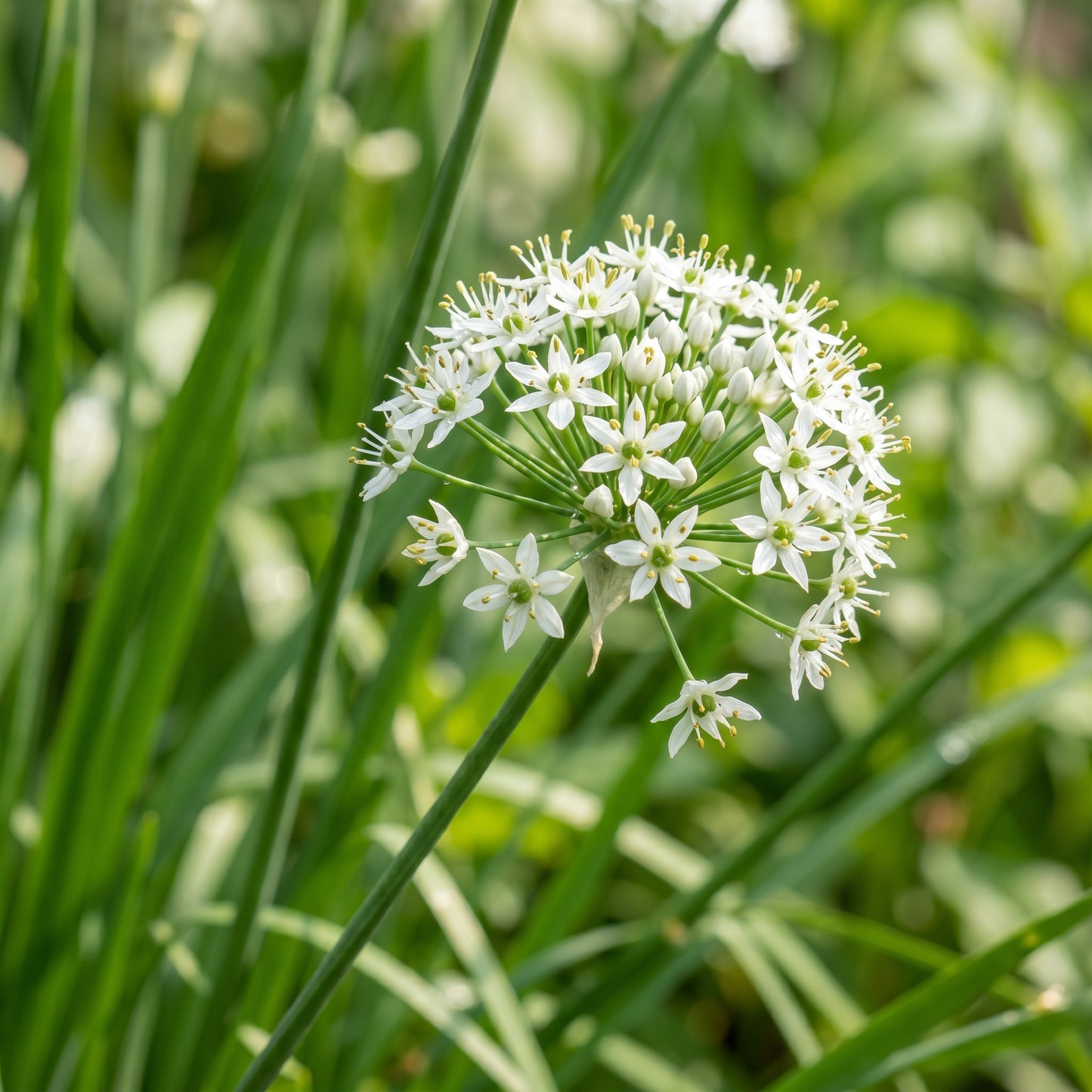 Garlic Chives Seeds Herb Plant for Garden Growing