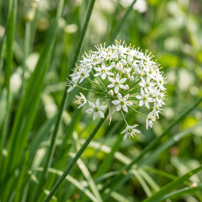 Garlic Chives Seeds Herb Plant for Garden Growing