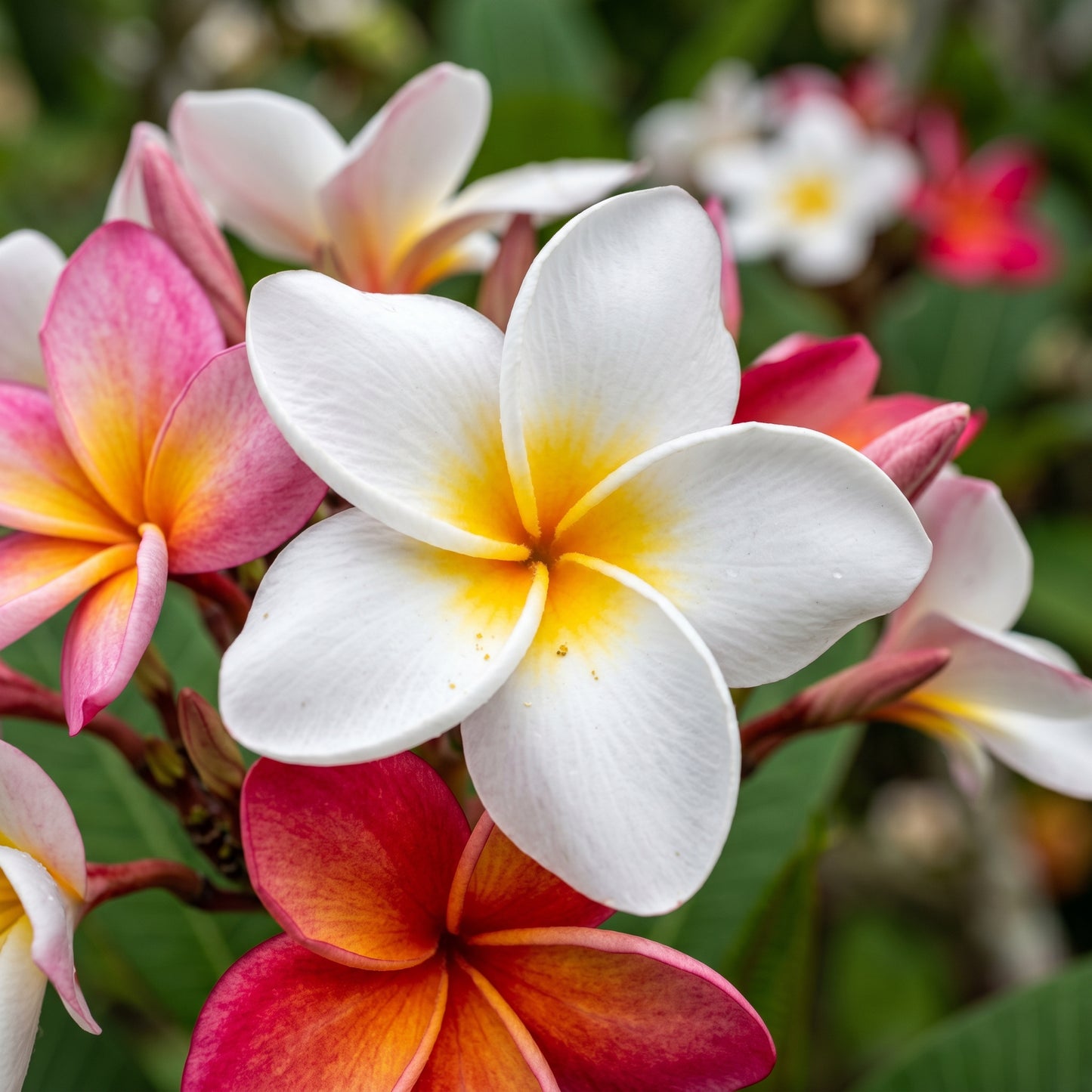 Plumeria Seeds Flower Plant for Garden Growing