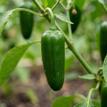 Jalapeno Pepper Seeds Vegetable Plant for Garden Growing