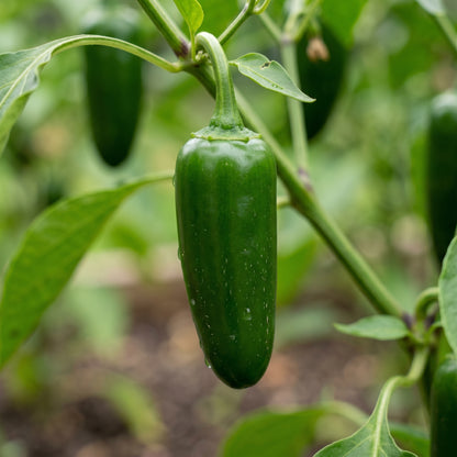 Jalapeno Pepper Seeds Vegetable Plant for Garden Growing