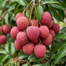 Lychee Fruit Seeds for Garden Growing
