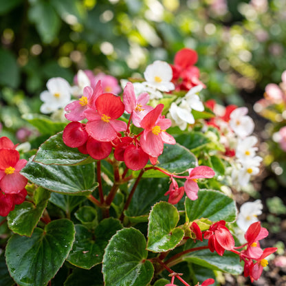 Begonia Seeds Flower Plant for Garden Growing