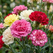 Carnation Seeds Flower Plant for Garden Growing