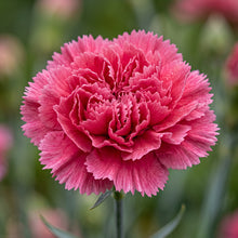 Carnation Seeds Flower Plant for Garden Growing