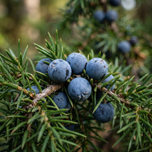 Juniper Seeds Tree Plant for Garden Growing
