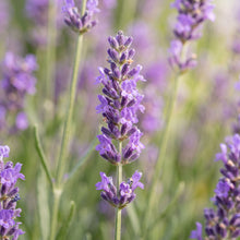 Lavender Seeds Herb Plant for Garden Growing