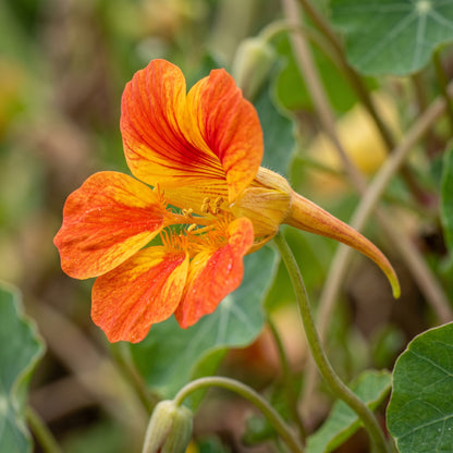 Nasturtium Seeds Flower Plant for Garden Growing