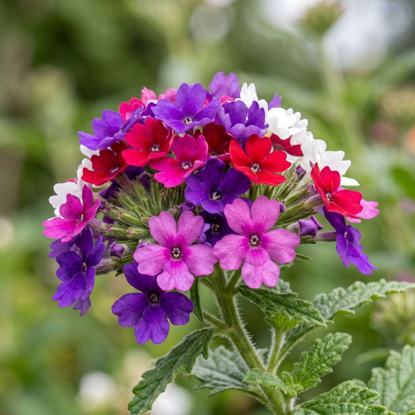 Verbena Seeds Flower Plant for Garden Growing