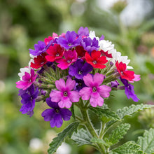 Verbena Seeds Flower Plant for Garden Growing
