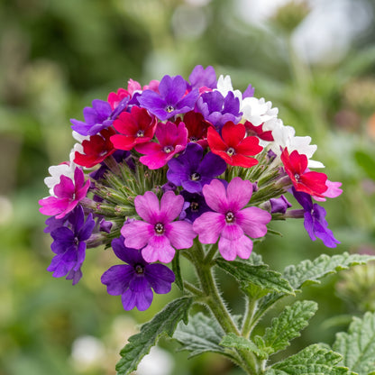 Verbena Seeds Flower Plant for Garden Growing