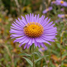 New England Aster Seeds Flower Plant for Garden Growing