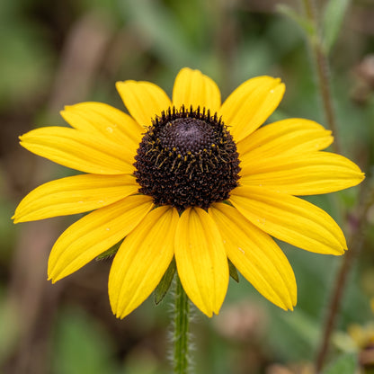 Black Eyed Susan Seeds Flower Plant for Garden Growing