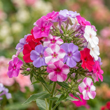 Phlox Seeds Flower Plant for Garden Growing