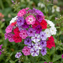 Phlox Seeds Flower Plant for Garden Growing