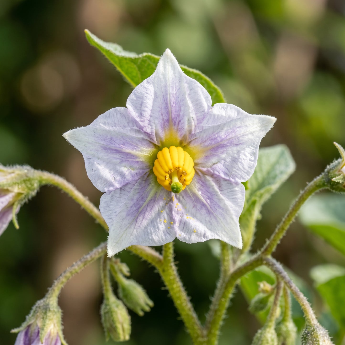 Potato Tubers for Garden Growing