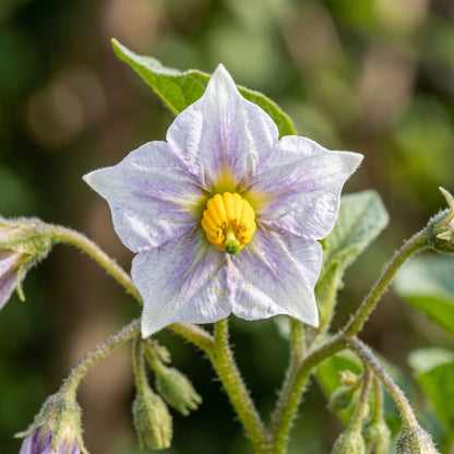 Potato Tubers for Garden Growing