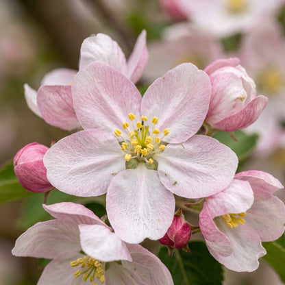 Apple Seeds Fruit Plant for Garden Growing
