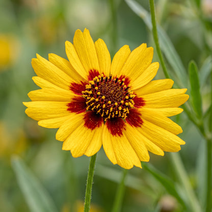 Coreopsis Seeds Flower Plant for Garden Growing