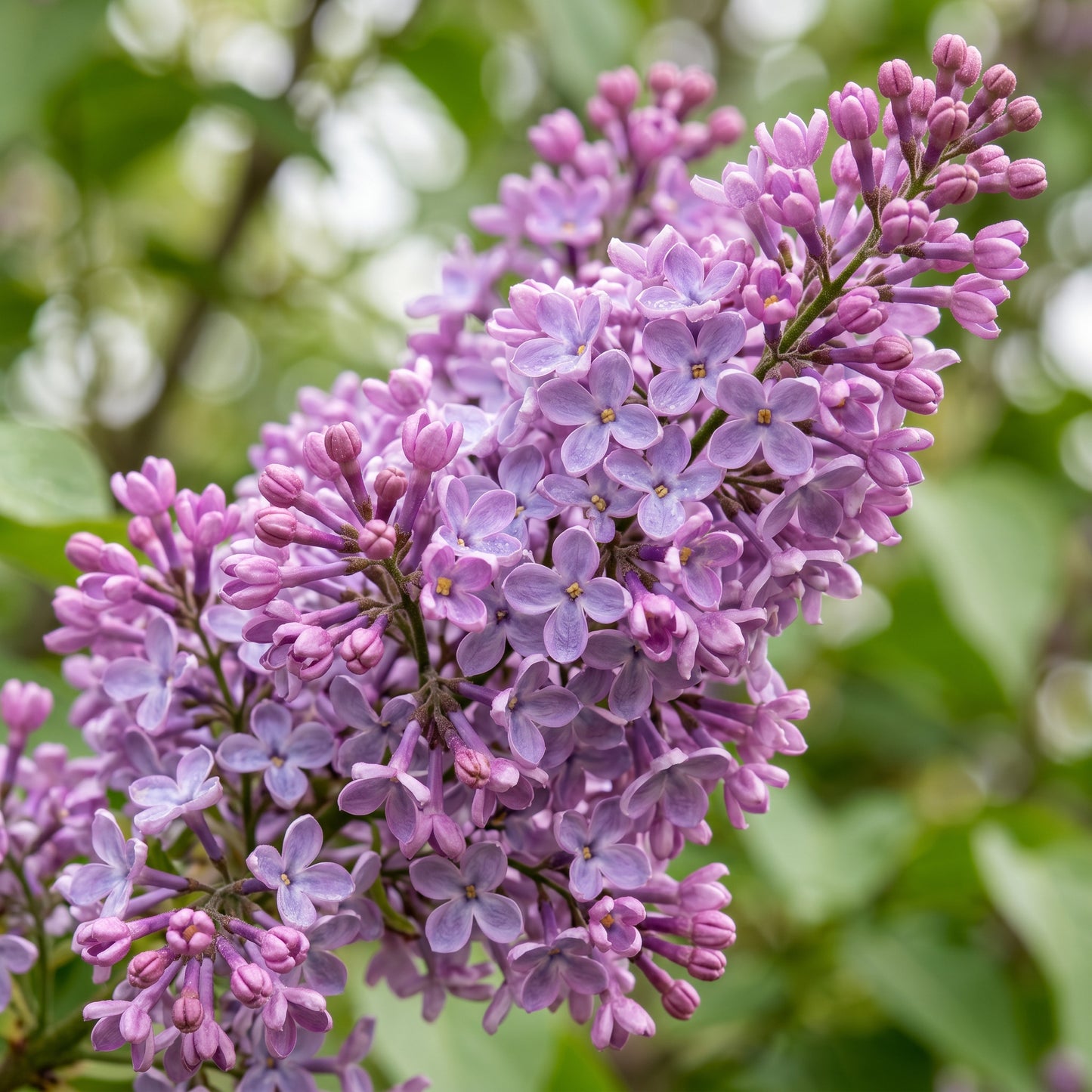 Lilac Seeds Flower Shrub for Garden Growing