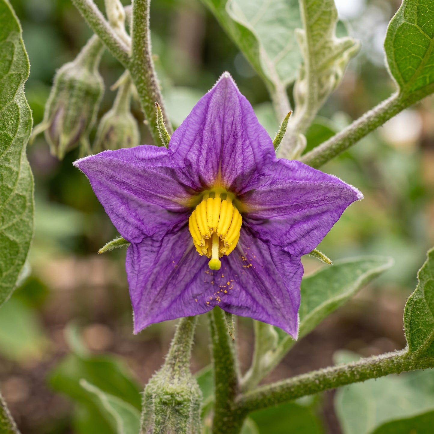 Eggplant Seeds Vegetable Plant for Garden Growing