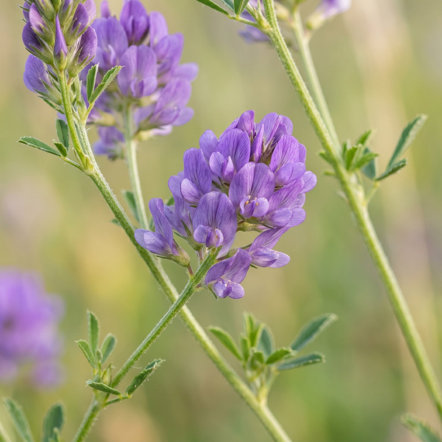 Alfalfa Seeds for Garden and Field Growing