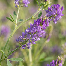 Alfalfa Seeds for Garden and Field Growing