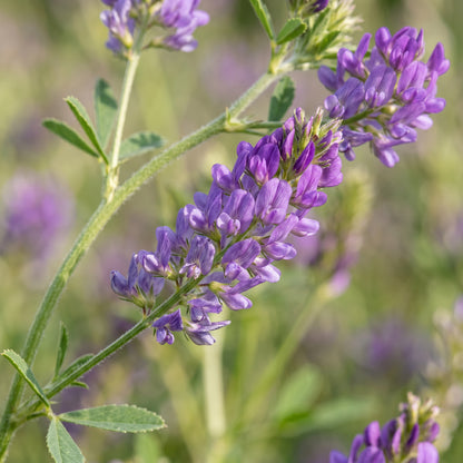Alfalfa Seeds for Garden and Field Growing