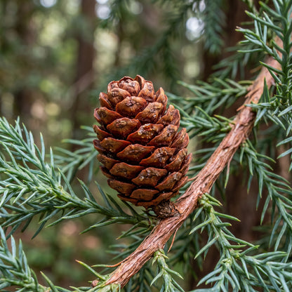 Giant Sequoia Seeds (Sequoiadendron giganteum) – Redwood Tree Seeds