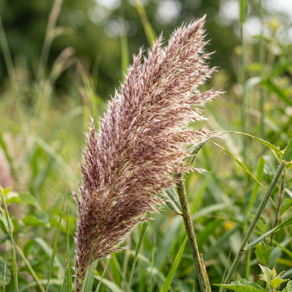 Elephant Grass Seeds – Tall Ornamental Privacy Grass Seeds