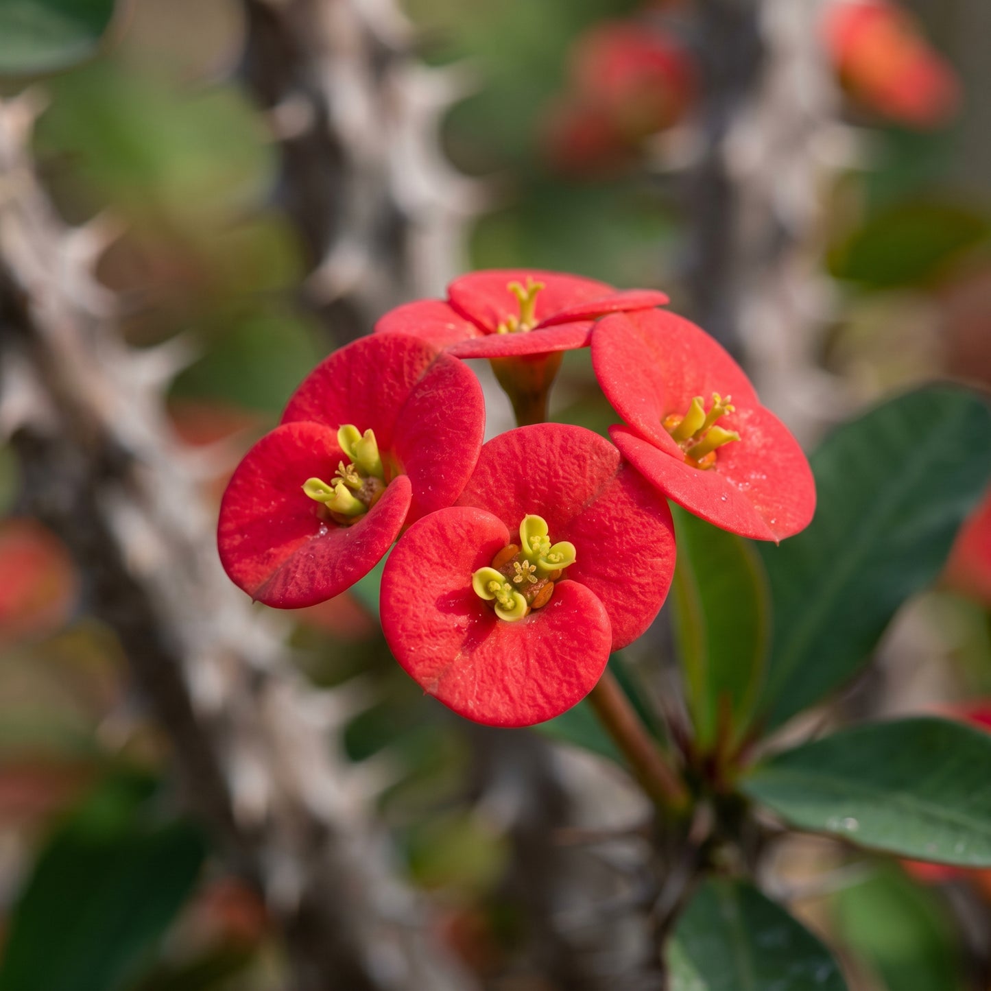 Crown of Thorns Plant (Euphorbia milii) – Variegated Euphorbia Plant