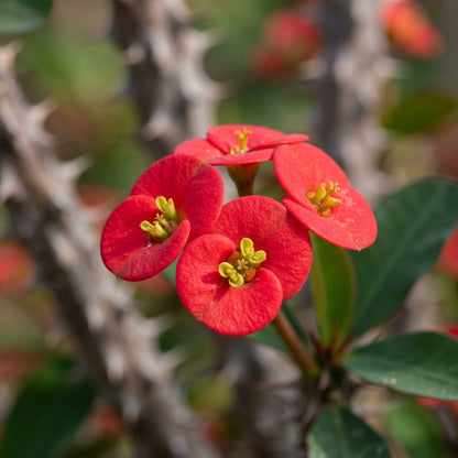 Crown of Thorns Plant (Euphorbia milii) – Variegated Euphorbia Plant