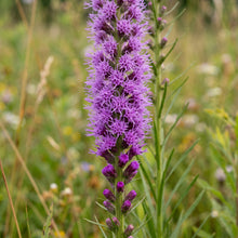 Marsh Blazing Star Seeds (Liatris spicata) – Perennial Liatris Flower Seeds