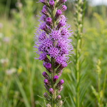 Marsh Blazing Star Seeds (Liatris spicata) – Perennial Liatris Flower Seeds