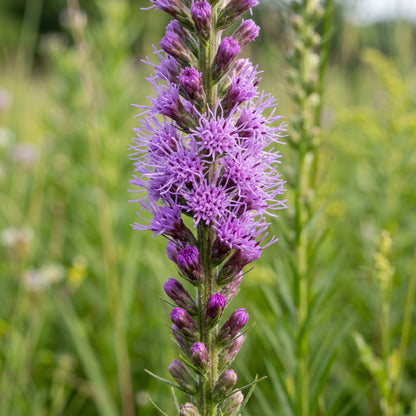 Marsh Blazing Star Seeds (Liatris spicata) – Perennial Liatris Flower Seeds