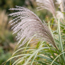 Chinese Silvergrass Seeds (Miscanthus sinensis) – Ornamental Grass Seeds