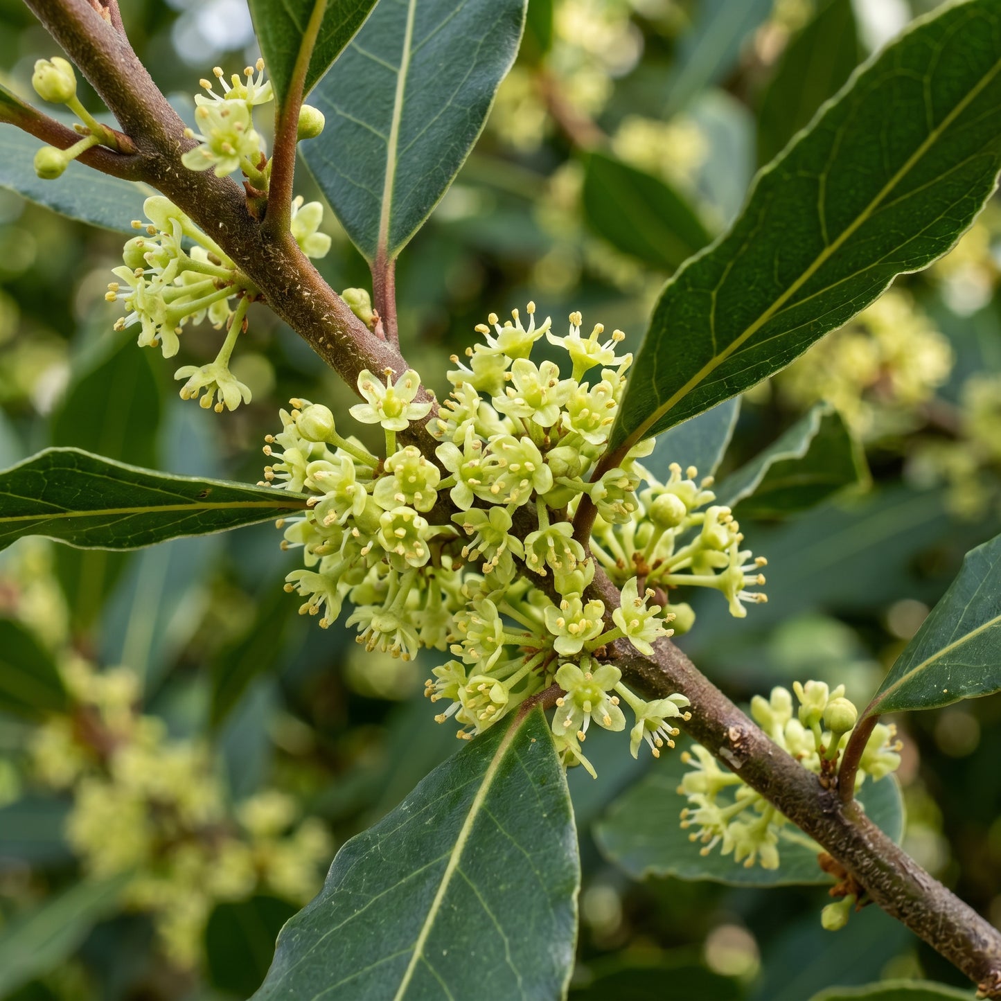 Bay Laurel Seeds (Laurus nobilis) – Bay Laurel Herb Plant Seeds