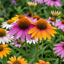 Echinacea Flower Seeds – Perennial Coneflower Seeds for Garden Planting