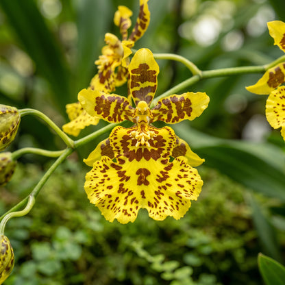 Tiger Oncidium Orchid Seeds – Oncidium Orchid Flower Seeds