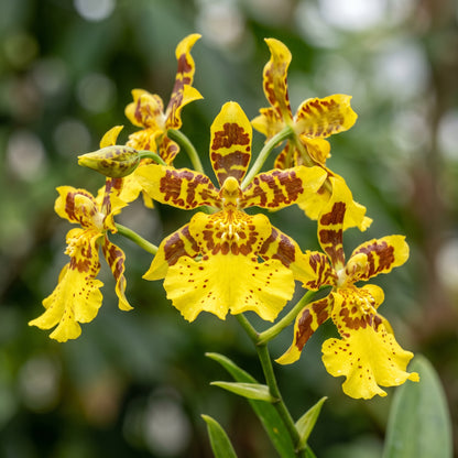 Tiger Oncidium Orchid Seeds – Oncidium Orchid Flower Seeds