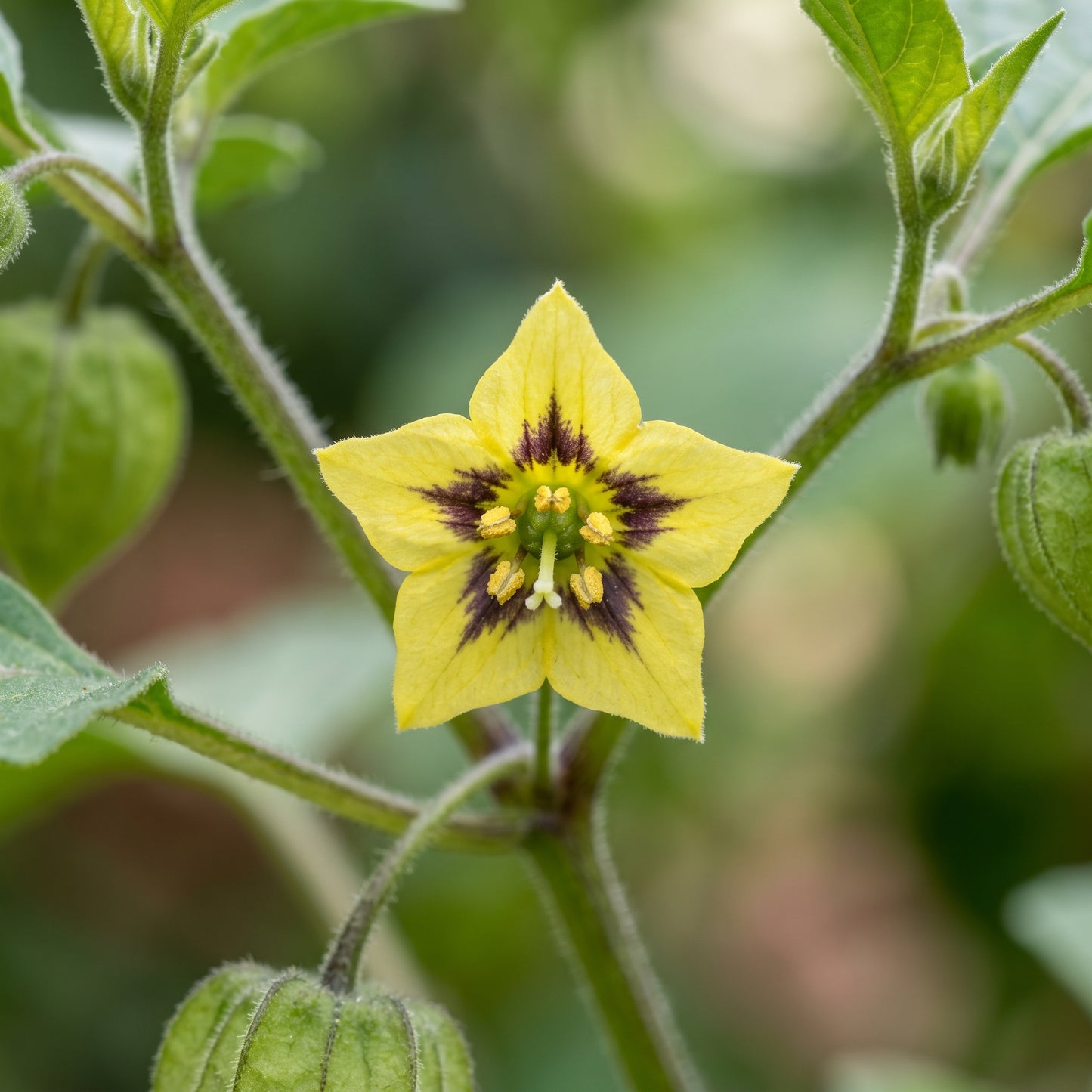 Aunt Molly Ground Cherry Seeds (Physalis pruinosa) – Ground Cherry Fruit Seeds