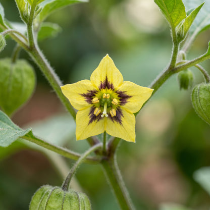 Aunt Molly Ground Cherry Seeds (Physalis pruinosa) – Ground Cherry Fruit Seeds
