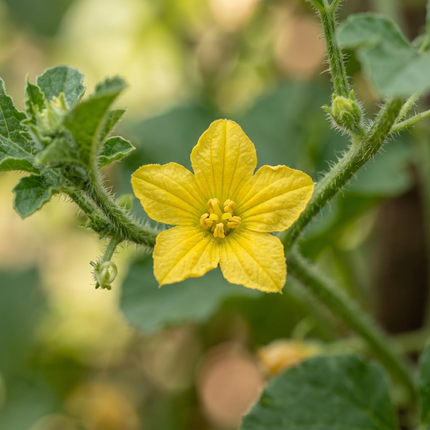 Hales Best Cantaloupe Seeds – Muskmelon Fruit Seeds for Garden Growing