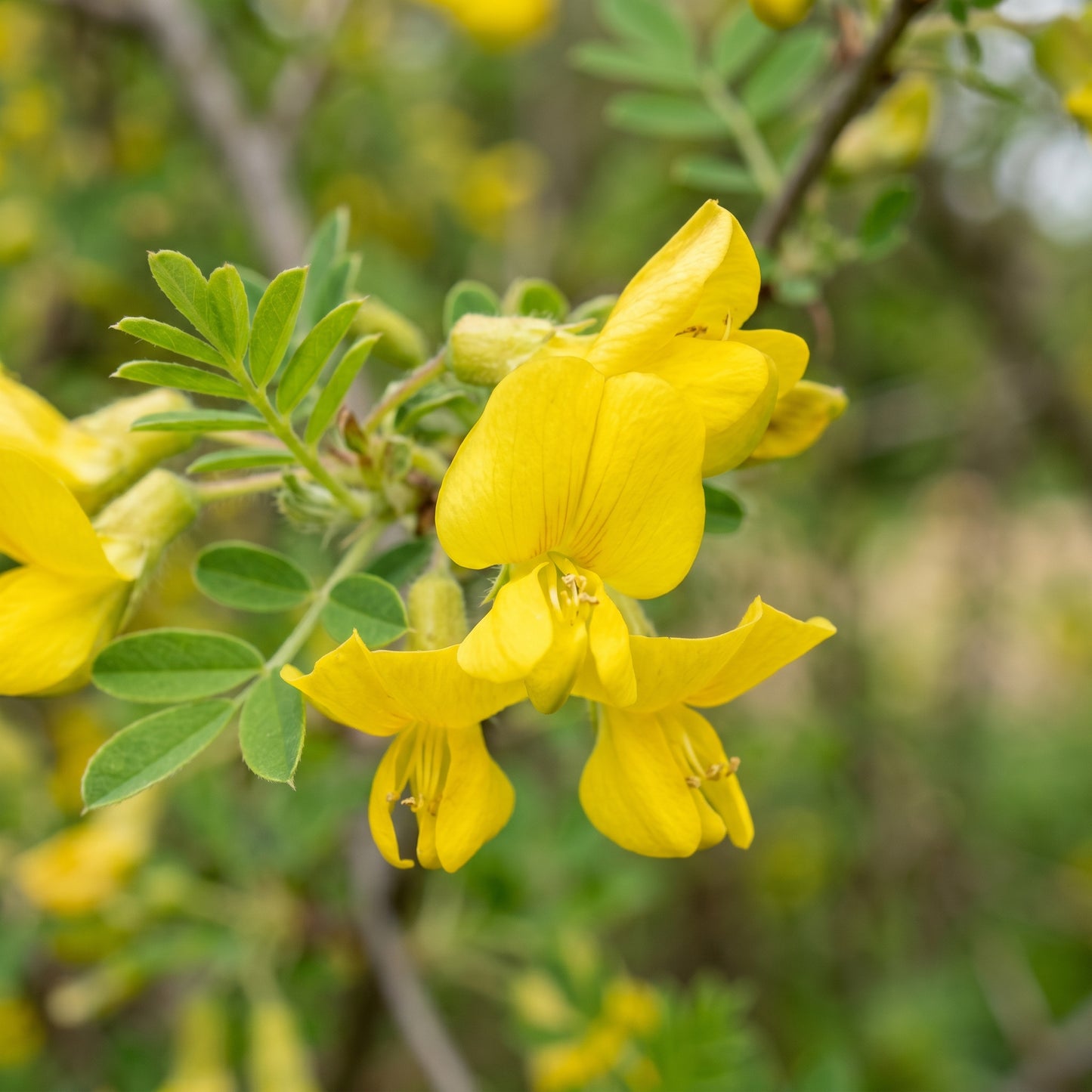 Siberian Peashrub Seeds (Caragana arborescens) – Flowering Shrub Seeds