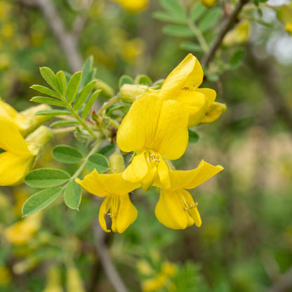 Siberian Peashrub Seeds (Caragana arborescens) – Flowering Shrub Seeds