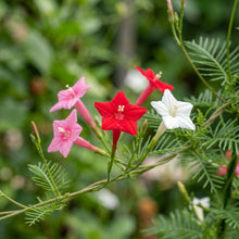 Mixed Cypress Vine Seeds – Annual Climbing Flower Seeds for Vertical Garden Growing