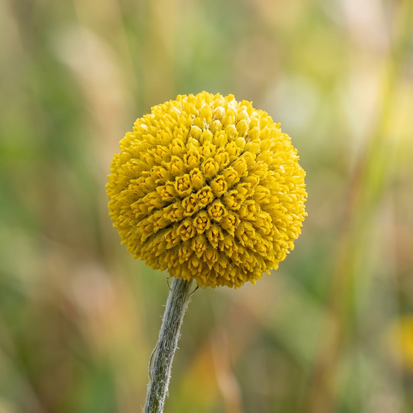 Billy Button Craspedia Globosa Seeds – Yellow Globe Flowering Perennial Seeds