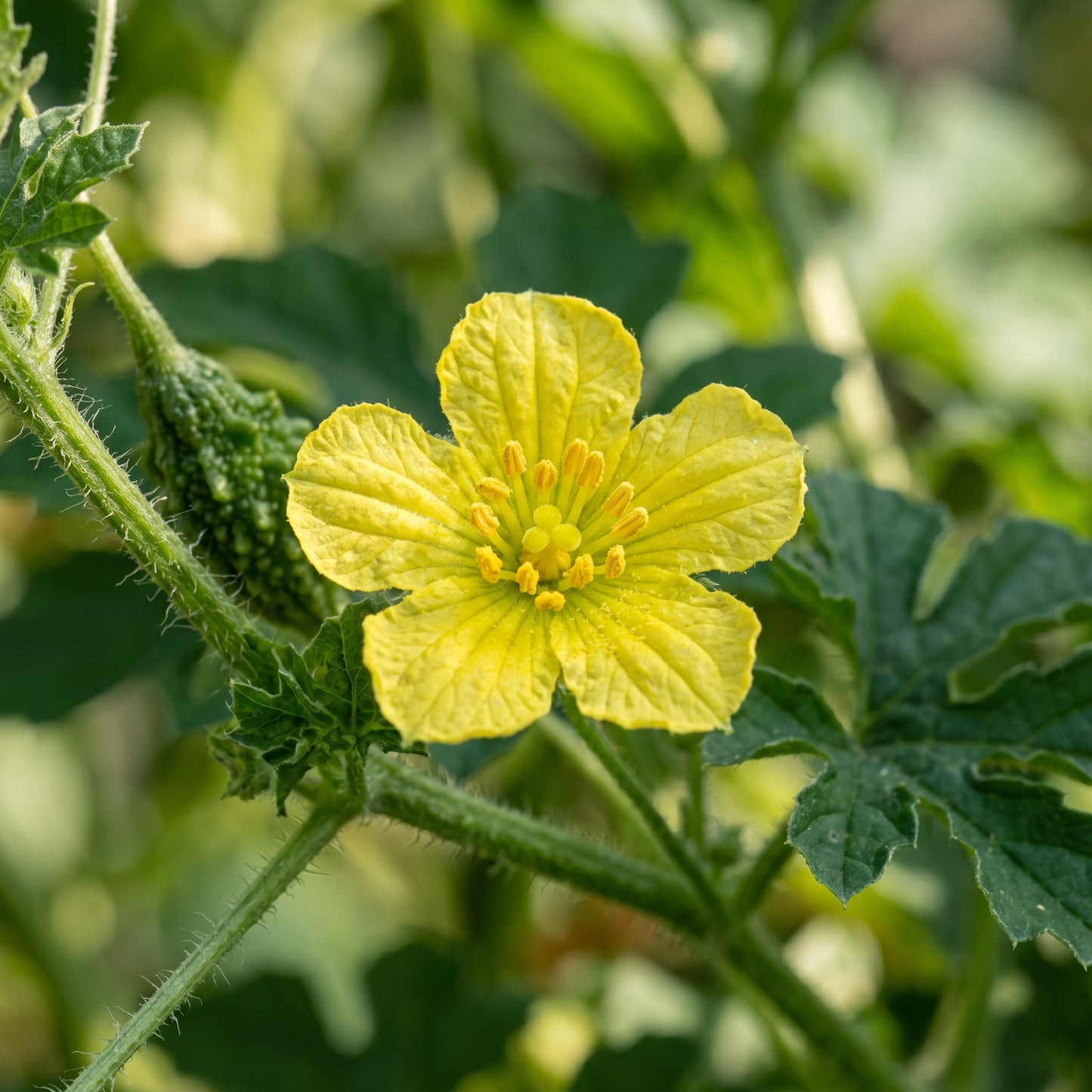 Bitter Melon (Bitter Gourd) Seeds – Khổ Qua Mỡ Trái Dài Ampalaya Vegetable Seeds