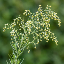 Tarragon Seeds (Artemisia dracunculus) – Tarragon Herb Seeds