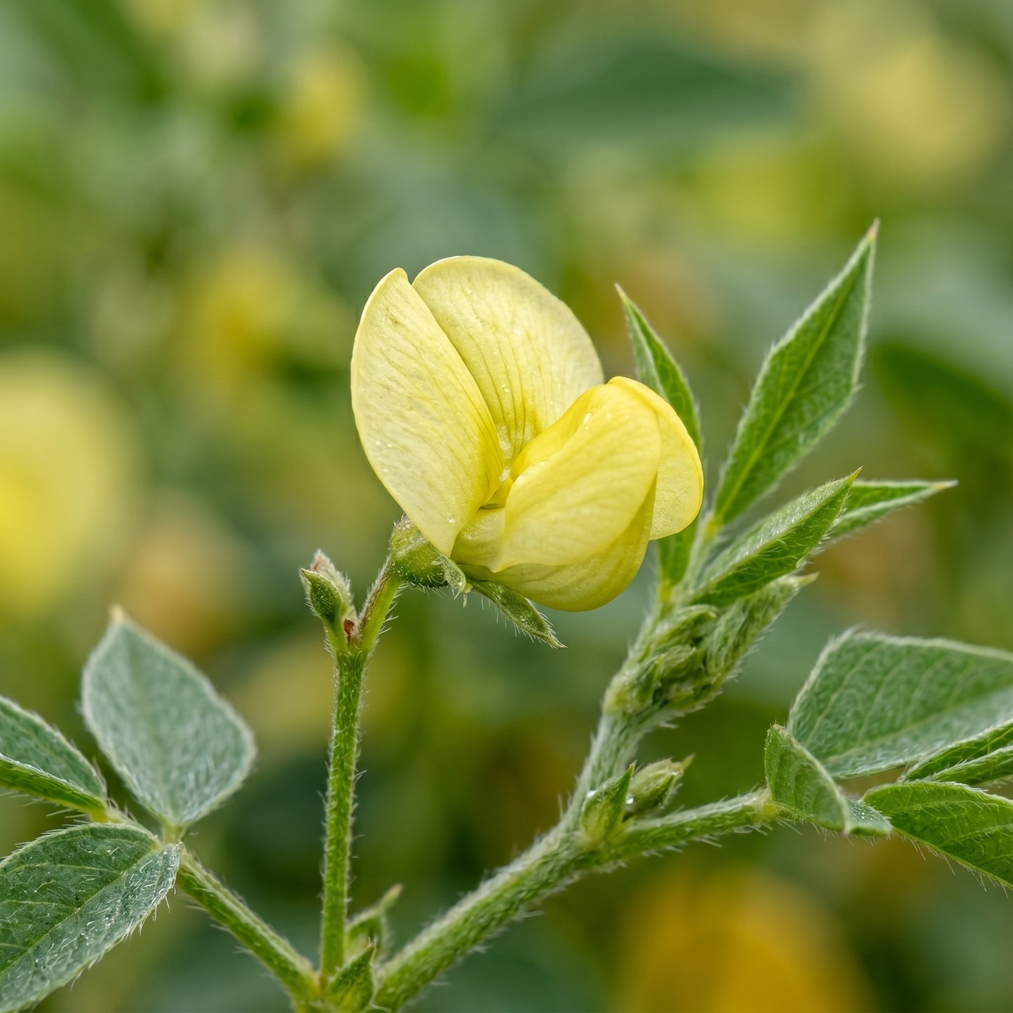 Mung Bean Seeds – Green Gram Seeds for Sprouting and Microgreens